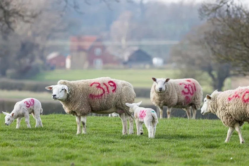 Sheep with lambs grazing on a British farm
