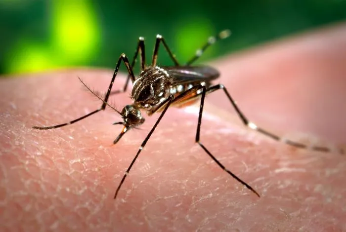 An Aedes aegypti mosquito, the vector of the dengue virus, feeding on human skin