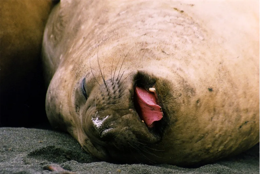 A southern elephant seal resting on a beach on Macquarie Island