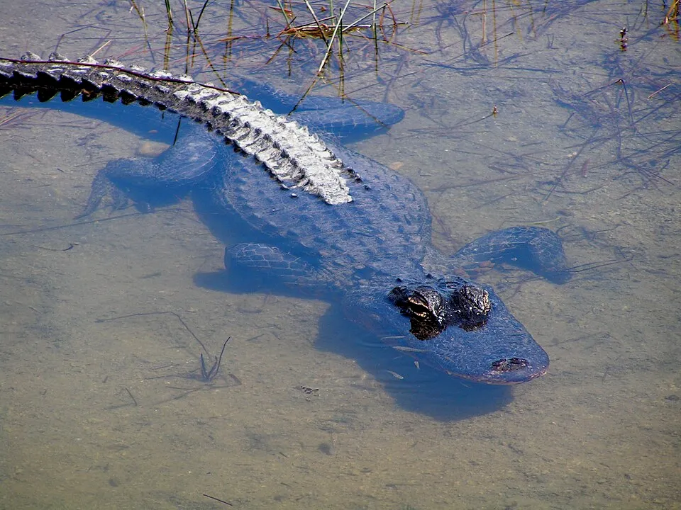 An American alligator floats in shallow wetland water in Florida