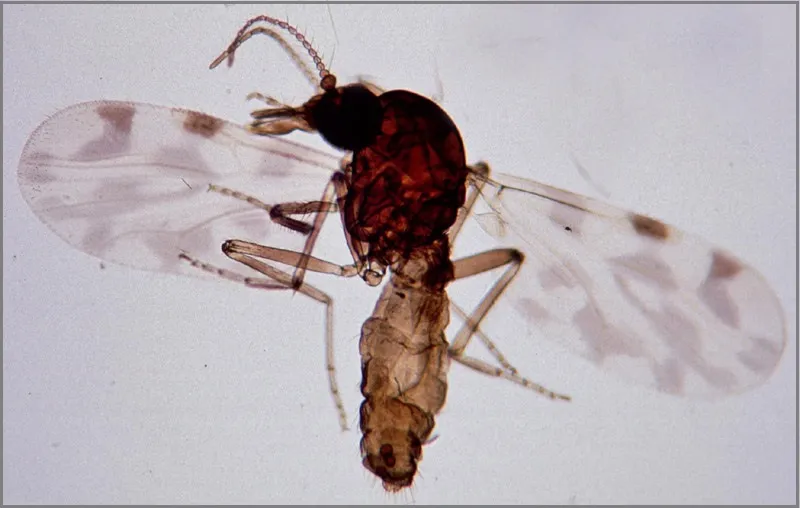 A slide-mounted biting midge (Culicoides imicola), the type of insect through which French officials believe the Shamonda virus patient was infected