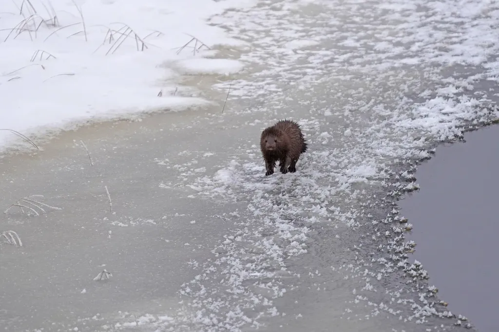 A wild American mink standing on snow-covered ice at the edge of a wetland