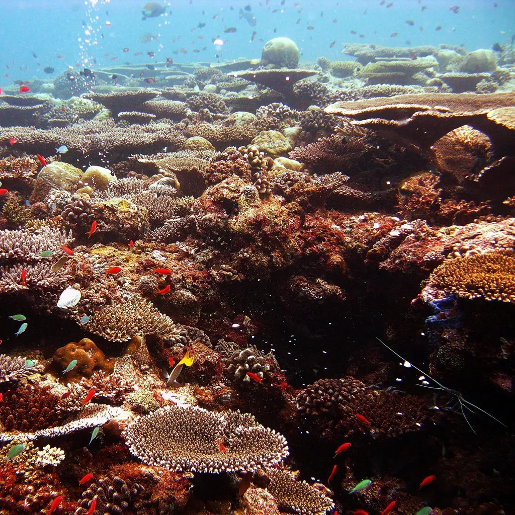 Living coral reef with table and branching corals and reef fish, Indian Ocean