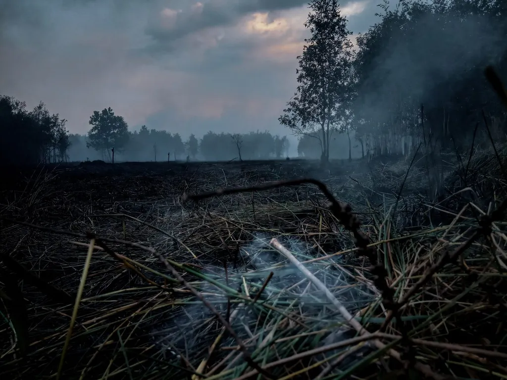 Scorched peatland in Borneo, Indonesia, with smoke still rising from charred vegetation after forest fires